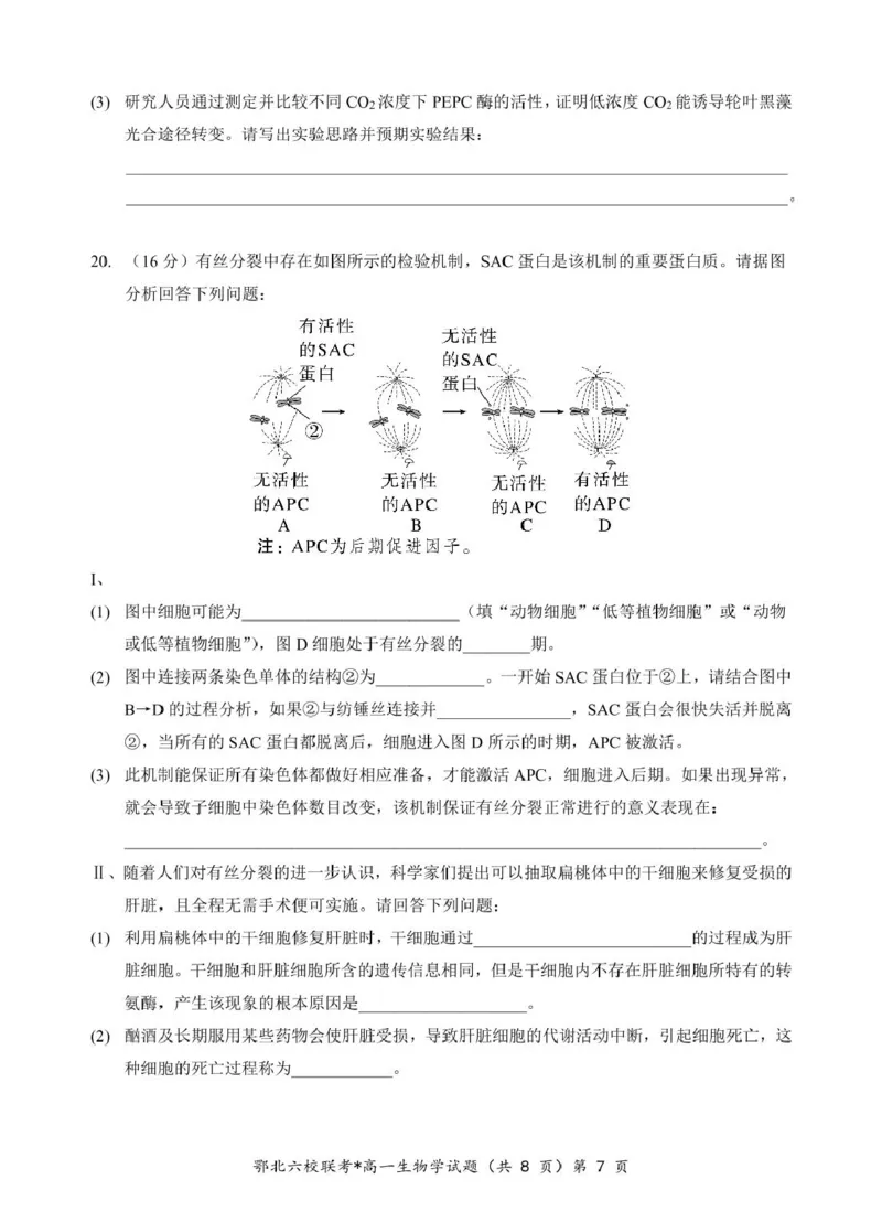 湖北省鄂北六校2024-2025学年度高一下学期期中联考生物试题_2025年04月试卷_0426湖北省鄂北六校2024-2025学年高一下学期期中联考