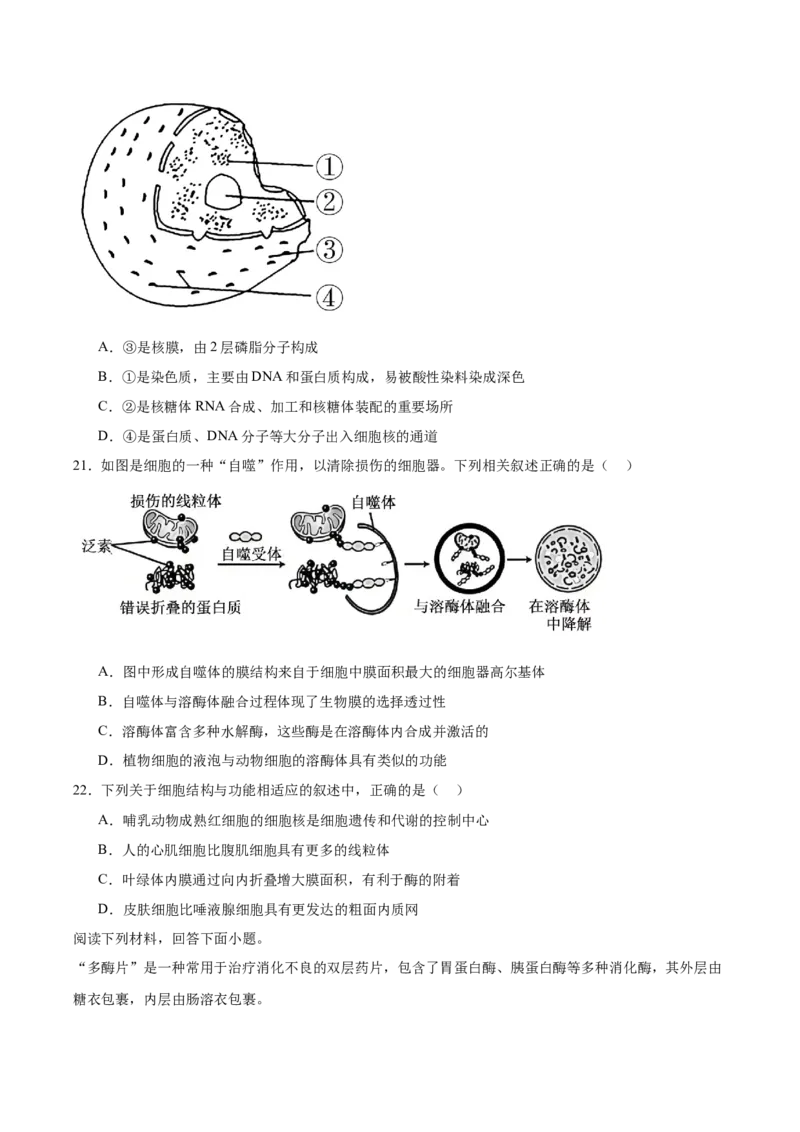 浙江省温州十校2025-2026学年高一上学期11月期中联考生物学试卷（含答案）_2025年12月高一试卷_251208浙江省温州十校联合体2025-2026学年高一上学期11月期中（全）