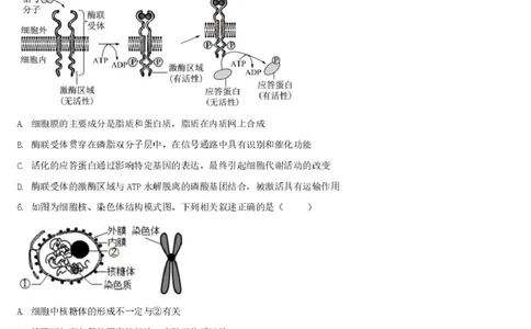 湖北省宜昌市部分省级示范高中2024-2025学年高一下学期4月期中检测生物试题_2025年05月试卷_0517湖北省宜昌市部分省级示范高中2024-2025学年高一下学期4月期中联合考试