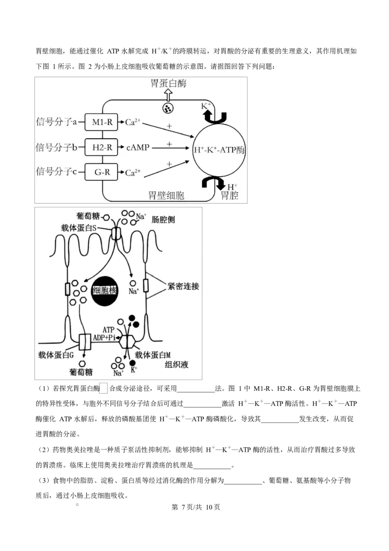 湖北省十堰市六县市区一中教联体学校2024-2025学年高一下学期3月月考生物试题（原卷版）_2025年04月试卷_0415湖北省十堰市六县市一中教联体2024-2025学年高一下学期3月联考
