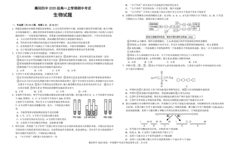 湖北省襄阳市第四中学2025-2026学年高一上学期11月期中考试生物试题（PDF版，含答案）_2025年12月高一试卷_251201湖北省襄阳市第四中学2025-2026学年高一上学期11月期中（全）