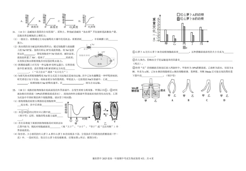湖北省襄阳市第四中学2025-2026学年高一上学期11月期中考试生物试题（PDF版，含答案）_2025年12月高一试卷_251201湖北省襄阳市第四中学2025-2026学年高一上学期11月期中（全）
