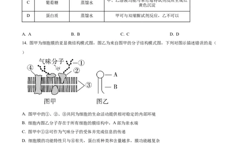 浙江省金砖联盟2024-2025学年高一上学期期中联考生物试卷Word版无答案_2024年11月试卷_1113浙江省金砖联盟2024-2025学年高一上学期期中联考
