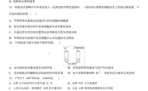 湖北省黄冈市黄梅县育才高级中学2025-2026学年高一上学期12月月考生物试题_2026年01月高一试卷_260102湖北省黄冈市黄梅县育才高级中学2025-2026学年高一上学期12月月考