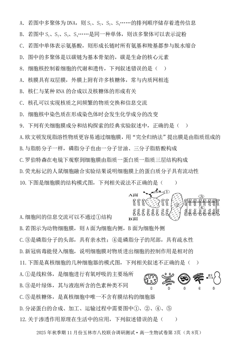 玉林八校联合2025年秋季期中高一生物_2025年11月高一试卷_251124广西玉林市八校2025年秋季期11月份高一年级联合调研测试（全）