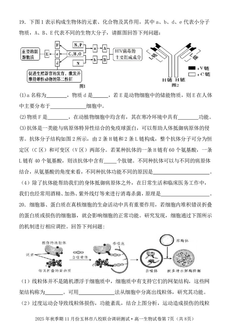玉林八校联合2025年秋季期中高一生物_2025年11月高一试卷_251124广西玉林市八校2025年秋季期11月份高一年级联合调研测试（全）