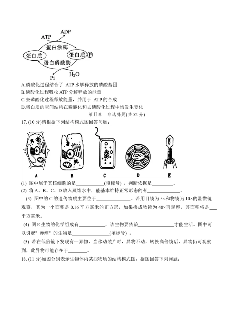 甘肃省兰州第一中学2024-2025学年高一上学期12月月考生物试卷_2025年01月试卷_0116甘肃省兰州第一中学2024-2025学年高一上学期12月月考试题