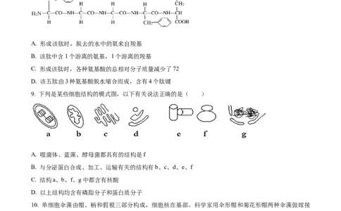 甘肃省天水市甘谷县2024-2025学年高一上学期11月月考生物试题Word版无答案_2024年12月试卷_1229甘肃省天水市甘谷县2024-2025学年高一上学期11月联考