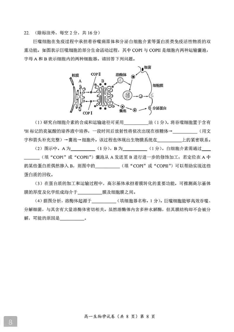 湖北省黄石市2025-2026学年高一上学期期中考试生物PDF版含解析_2025年12月高一试卷_251222湖北省黄石市2025-2026学年高一上学期期中考试（全）