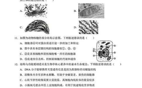 湖北省黄石市2025-2026学年高一上学期期中考试生物PDF版含解析_2025年12月高一试卷_251222湖北省黄石市2025-2026学年高一上学期期中考试（全）