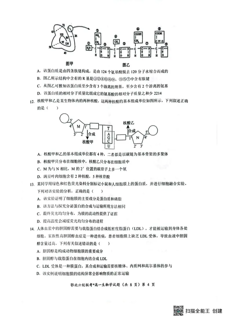 湖北鄂北六校2025-2026学年高一上学期11月期中联考生物试题含答案_2025年11月高一试卷_251110河湖北鄂北六校2025-2026学年高一上学期11月期中联考（全）