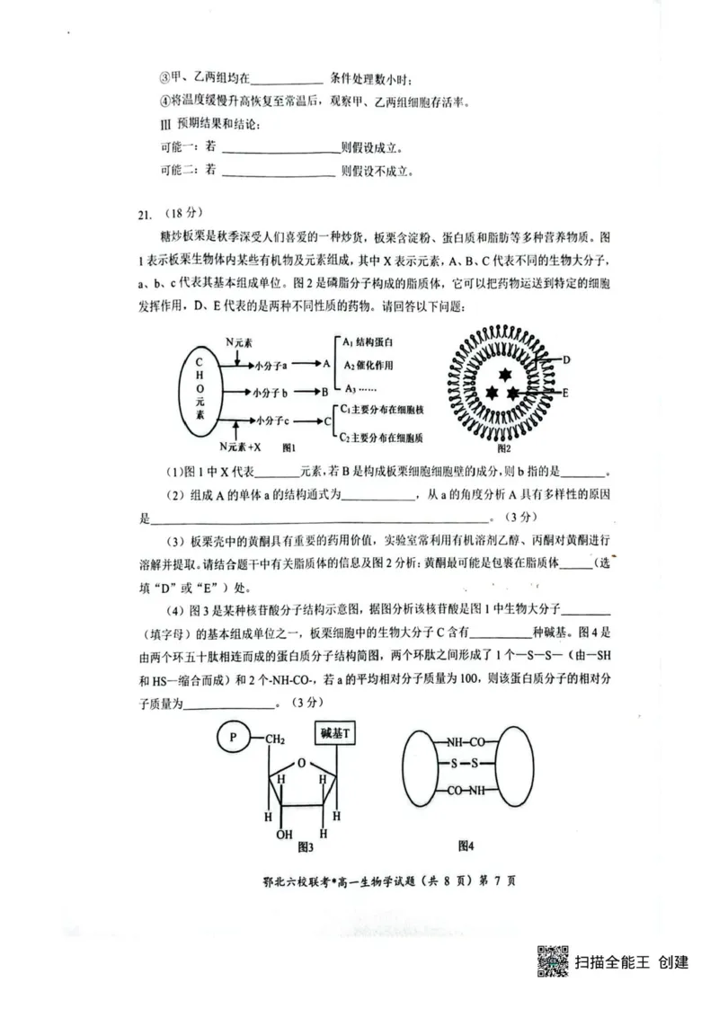 湖北鄂北六校2025-2026学年高一上学期11月期中联考生物试题含答案_2025年11月高一试卷_251110河湖北鄂北六校2025-2026学年高一上学期11月期中联考（全）