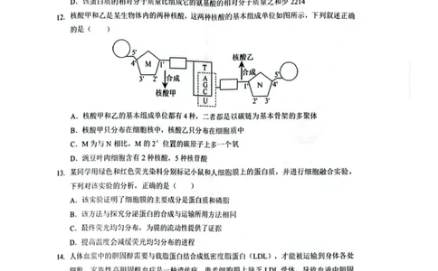 湖北鄂北六校2025-2026学年高一上学期11月期中联考生物试题含答案_2025年11月高一试卷_251110河湖北鄂北六校2025-2026学年高一上学期11月期中联考（全）