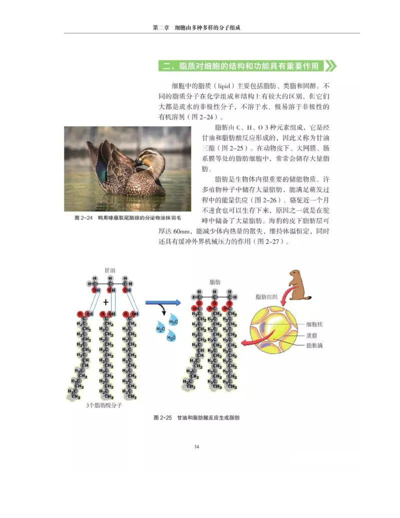 新沪科版高中生物必修1《分子与细胞》_电子课本_最新版高中全科高清电子课本_6高中生物课本_2019新人教版