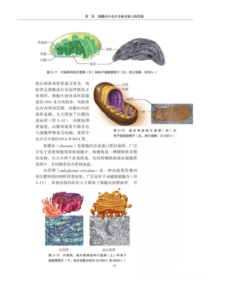 新沪科版高中生物必修1《分子与细胞》_电子课本_最新版高中全科高清电子课本_6高中生物课本_2019新人教版