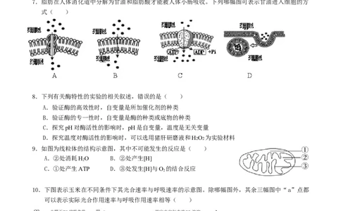 湖南省张家界市2024-2025学年高一上学期期末考试生物试题_2025年01月试卷_0126湖南省张家界市2024-2025学年高一上学期期末考试