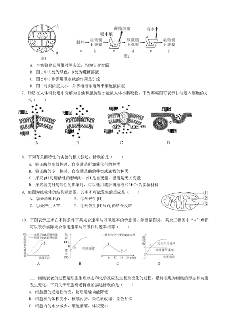 湖南省张家界市2024-2025学年高一上学期期末考试生物试题_2025年01月试卷_0126湖南省张家界市2024-2025学年高一上学期期末考试