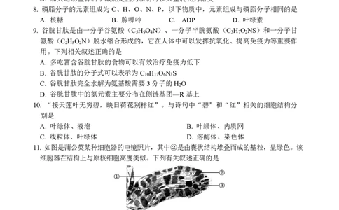 生物_2024年12月试卷_1210四川省绵阳市南山中学2024-2025学年高一上学期12月月考_四川省绵阳市南山中学2024-2025学年高一上学期12月月考生物试题PDF版含答案