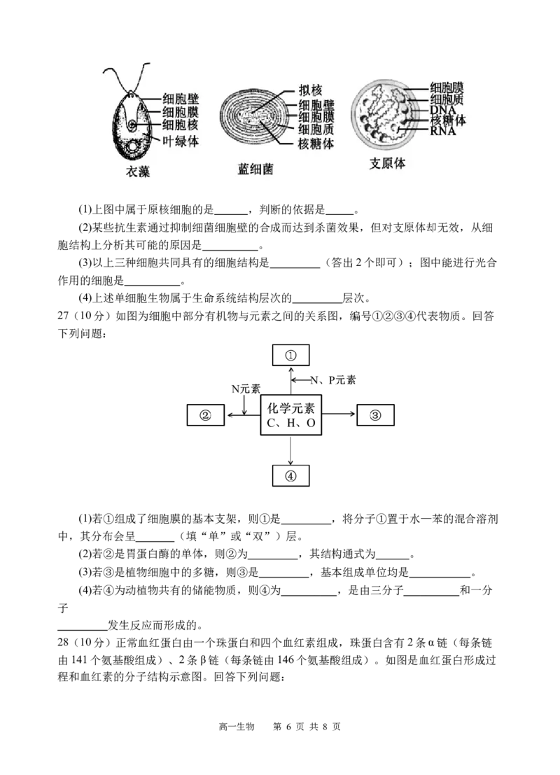 生物试题_2025年12月高一试卷_251210四川省遂宁市射洪中学2025-2026学年高一上学期12月月考试题（全）_四川省遂宁市射洪中学2025-2026学年高一上学期12月月考试题生物Word版含答案