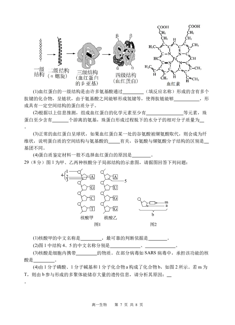 生物试题_2025年12月高一试卷_251210四川省遂宁市射洪中学2025-2026学年高一上学期12月月考试题（全）_四川省遂宁市射洪中学2025-2026学年高一上学期12月月考试题生物Word版含答案
