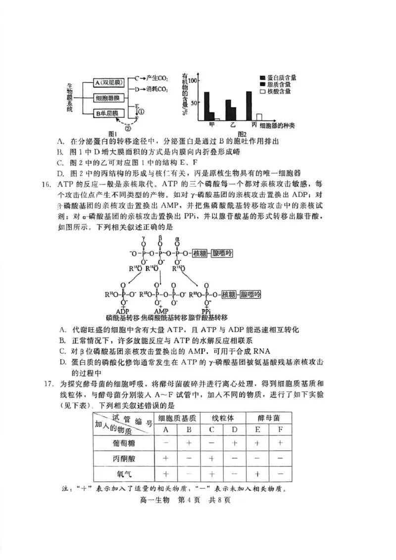 生物_2026年02月高一试卷_260206河北省邯郸市魏县NT20考试2025-2026学年高一上学期1月月考_河北省邯郸市魏县NT20考试2025-2026学年高一上学期1月月考生物试题（PDF版，含答案）