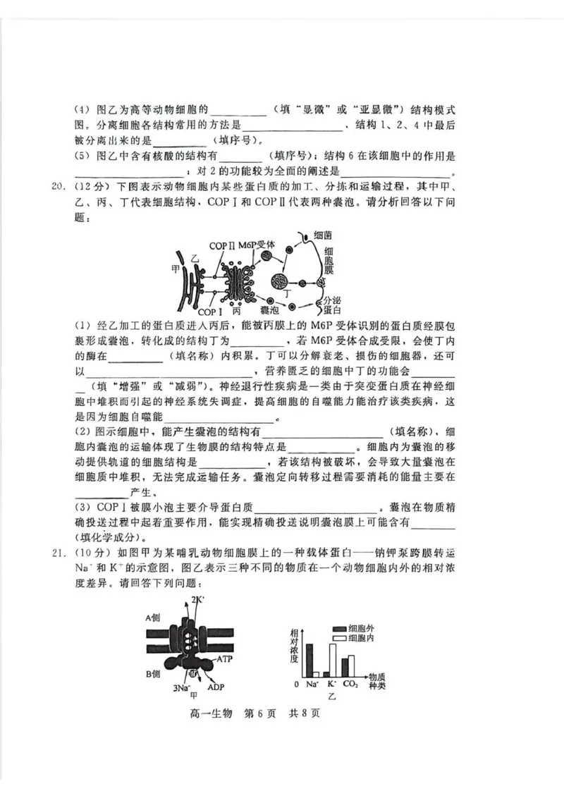 生物_2026年02月高一试卷_260206河北省邯郸市魏县NT20考试2025-2026学年高一上学期1月月考_河北省邯郸市魏县NT20考试2025-2026学年高一上学期1月月考生物试题（PDF版，含答案）
