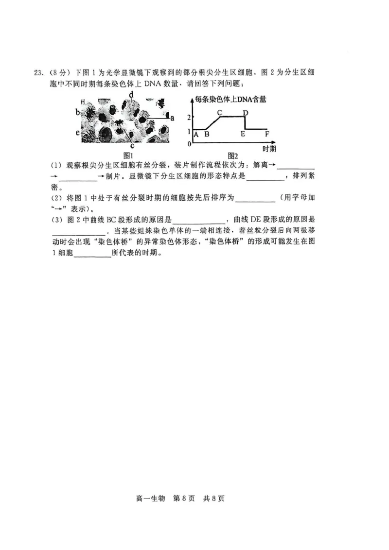 生物_2026年02月高一试卷_260206河北省邯郸市魏县NT20考试2025-2026学年高一上学期1月月考_河北省邯郸市魏县NT20考试2025-2026学年高一上学期1月月考生物试题（PDF版，含答案）