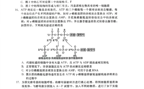 生物_2026年02月高一试卷_260206河北省邯郸市魏县NT20考试2025-2026学年高一上学期1月月考_河北省邯郸市魏县NT20考试2025-2026学年高一上学期1月月考生物试题（PDF版，含答案）