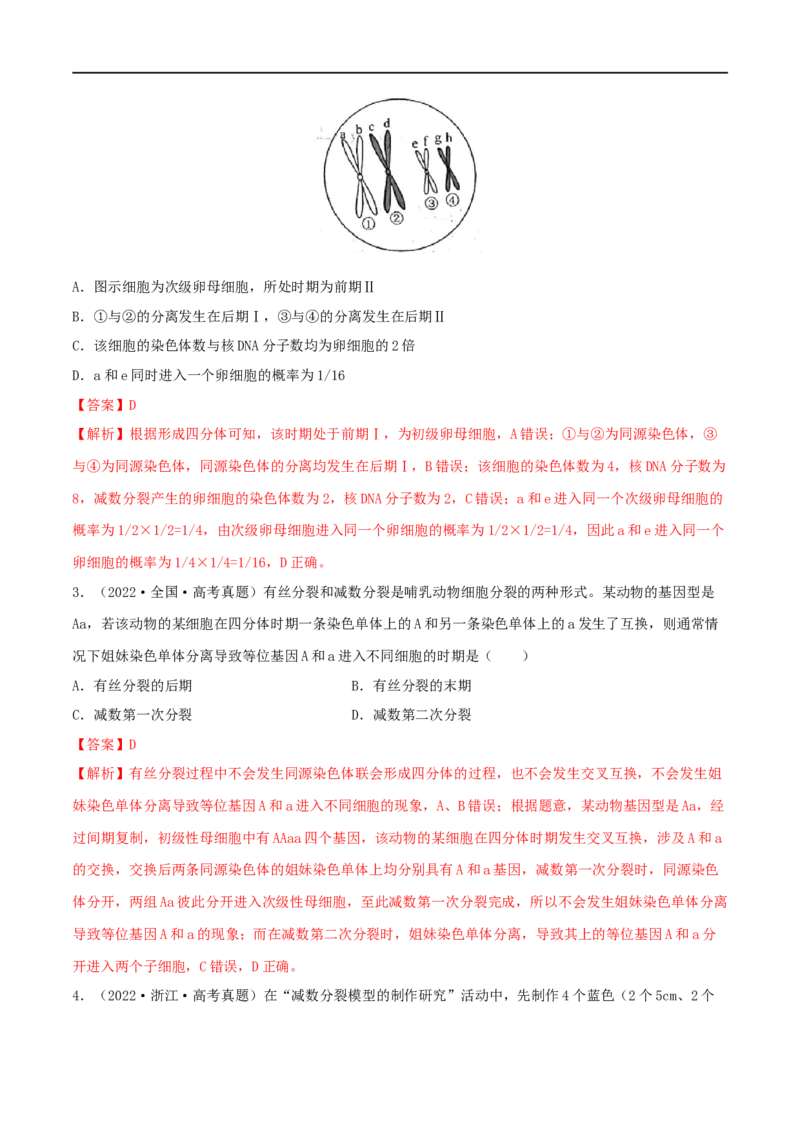 第11练减数分裂和受精作用（解析版）_新高考复习资料_2023年新高考复习资料_一轮复习_2023年高考生物一轮复习小题多维练（新高考专用）