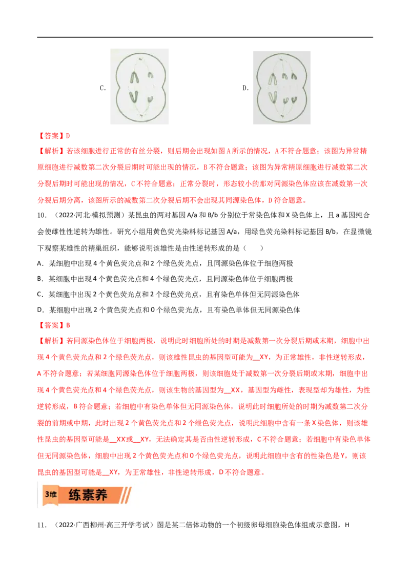第11练减数分裂和受精作用（解析版）_新高考复习资料_2023年新高考复习资料_一轮复习_2023年高考生物一轮复习小题多维练（新高考专用）