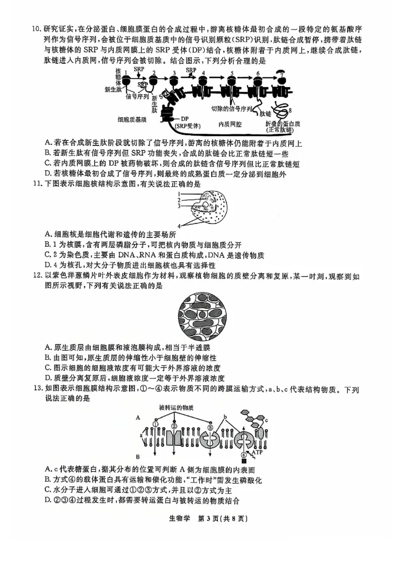 生物试题_2024年12月试卷_1206辽宁省名校联盟普通高中2024-2025学年高一12月月考_辽宁省名校联盟2024-2025学年高一12月联合考试生物试卷