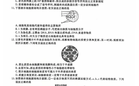 生物试题_2024年12月试卷_1206辽宁省名校联盟普通高中2024-2025学年高一12月月考_辽宁省名校联盟2024-2025学年高一12月联合考试生物试卷