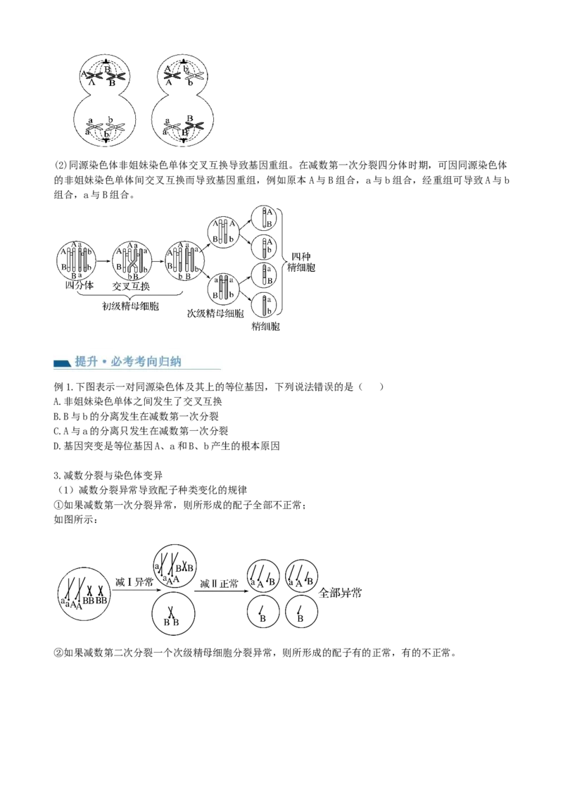 第13讲减数分裂和受精作用（讲义）（学生版）_新高考复习资料_2024年新高考复习资料_一轮复习资料_完2024年高考生物一轮复习讲练测(课件+讲义+练习)（新高考）_讲义+练习