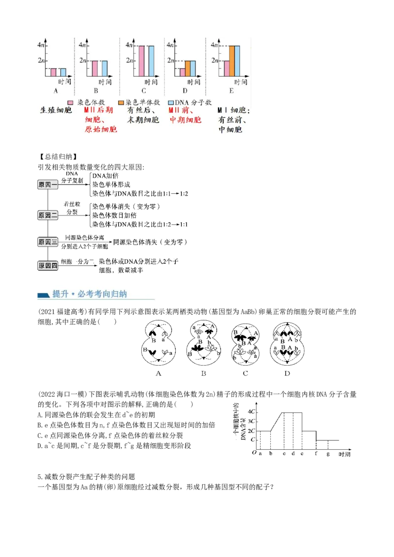 第13讲减数分裂和受精作用（讲义）（学生版）_新高考复习资料_2024年新高考复习资料_一轮复习资料_完2024年高考生物一轮复习讲练测(课件+讲义+练习)（新高考）_讲义+练习