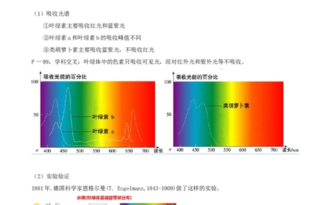 第10.1讲光合色素和光合作用原理（讲义）（教师版）_新高考复习资料_2024年新高考复习资料_一轮复习资料_完2024年高考生物一轮复习讲练测(课件+讲义+练习)（新高考）_讲义+练习