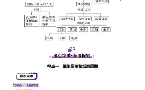 第12讲细胞增殖（讲义）（解析版）_2025年新高考资料_一轮复习_2025年高考生物一轮复习讲练测（新教材新高考）