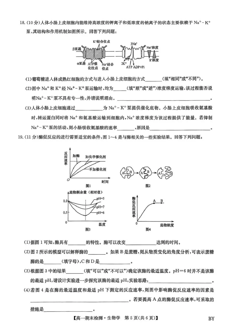 甘肃省靖远县第一中学2025-2026学年第一学期期末高一生物学试题_2026年01月高一试卷_260116甘肃省白银市靖远县第一中学2025-2026学年高一上学期1月期末