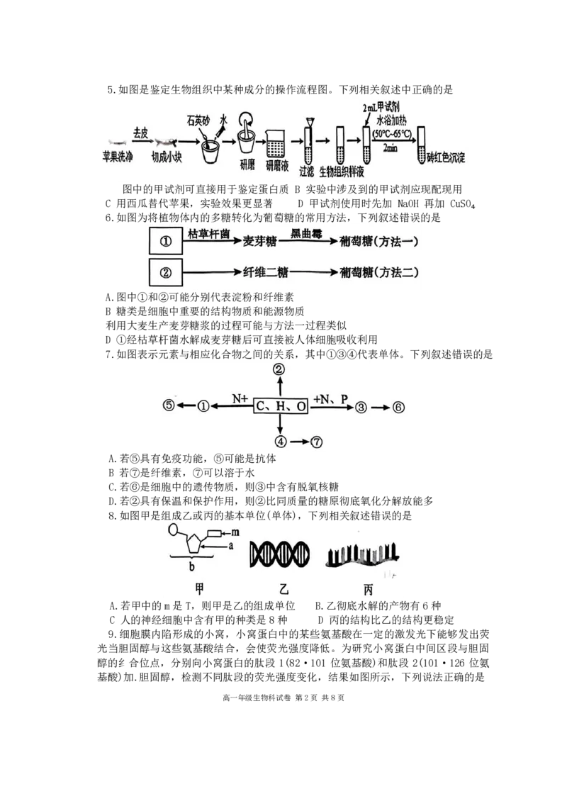 生物-辽宁省大连市第二十四中学2025-2026高一（上）期中_2025年11月高一试卷_251113辽宁省大连市第二十四中学2025-2026高一（上）期中考试（全）