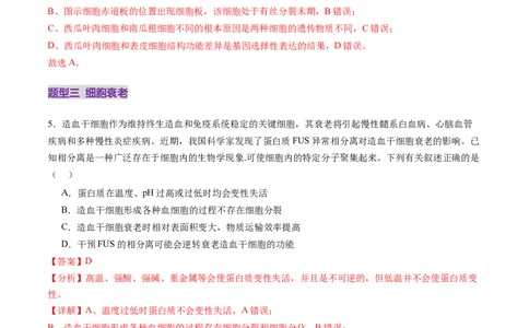 第14讲细胞的分化、衰老、死亡和癌变（练习）（解析版）_2025年新高考资料_一轮复习_2025年高考生物一轮复习讲练测（新教材新高考）