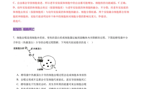 第14讲细胞的分化、衰老、死亡和癌变（练习）（解析版）_2025年新高考资料_一轮复习_2025年高考生物一轮复习讲练测（新教材新高考）