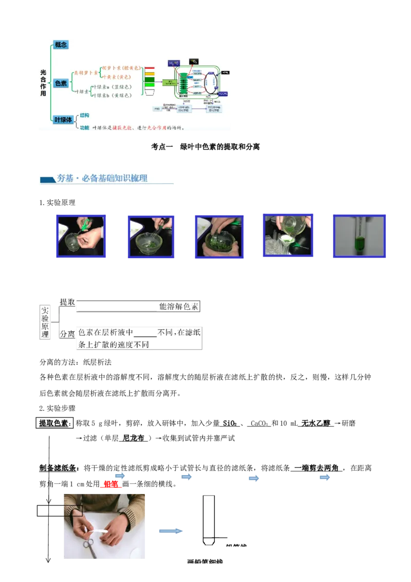 第10.1讲光合色素和光合作用原理（讲义）（学生版）_新高考复习资料_2024年新高考复习资料_一轮复习资料_完2024年高考生物一轮复习讲练测(课件+讲义+练习)（新高考）_讲义+练习