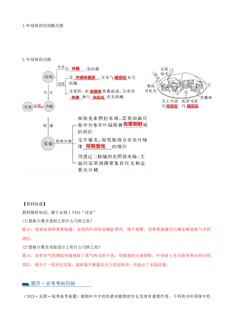 第10.1讲光合色素和光合作用原理（讲义）（学生版）_新高考复习资料_2024年新高考复习资料_一轮复习资料_完2024年高考生物一轮复习讲练测(课件+讲义+练习)（新高考）_讲义+练习