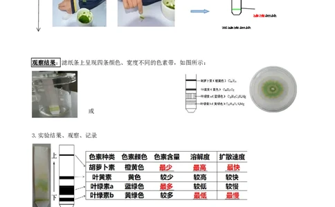 第10.1讲光合色素和光合作用原理（讲义）（学生版）_新高考复习资料_2024年新高考复习资料_一轮复习资料_完2024年高考生物一轮复习讲练测(课件+讲义+练习)（新高考）_讲义+练习