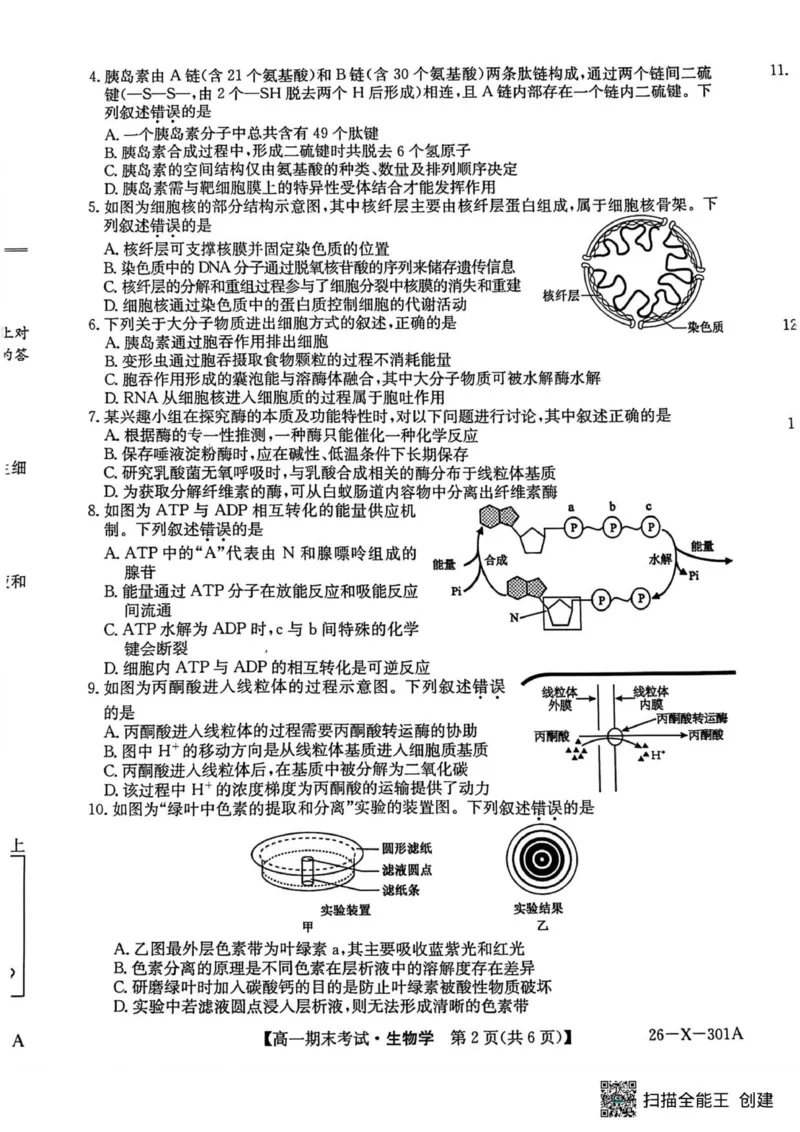 生物试题_2026年01月高一试卷_260127黑龙江省龙东十校联盟2025-2026学年高一上学期期末考试（全）_黑龙江省龙东十校联盟2025-2026学年高一上学期期末考试生物试题（图片版，含答案）