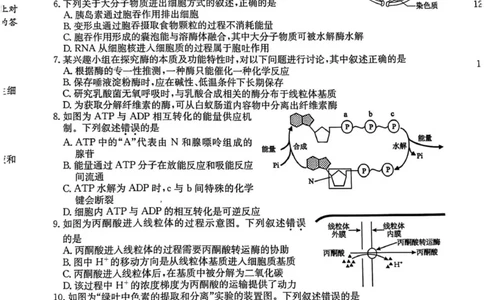 生物试题_2026年01月高一试卷_260127黑龙江省龙东十校联盟2025-2026学年高一上学期期末考试（全）_黑龙江省龙东十校联盟2025-2026学年高一上学期期末考试生物试题（图片版，含答案）