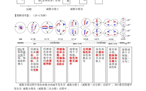 第13讲减数分裂和受精作用（讲义）（教师版）_新高考复习资料_2024年新高考复习资料_一轮复习资料_完2024年高考生物一轮复习讲练测(课件+讲义+练习)（新高考）_讲义+练习
