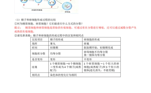 第13讲减数分裂和受精作用（讲义）（教师版）_新高考复习资料_2024年新高考复习资料_一轮复习资料_完2024年高考生物一轮复习讲练测(课件+讲义+练习)（新高考）_讲义+练习