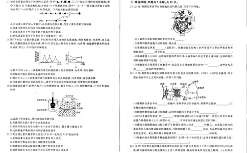 生物_2024年12月试卷_1212辽宁省朝阳市重点高中2024-2025学年高一上学期12月联考试题_辽宁省朝阳市重点高中2024-2025学年高一上学期12月联考试题生物PDF版含解析