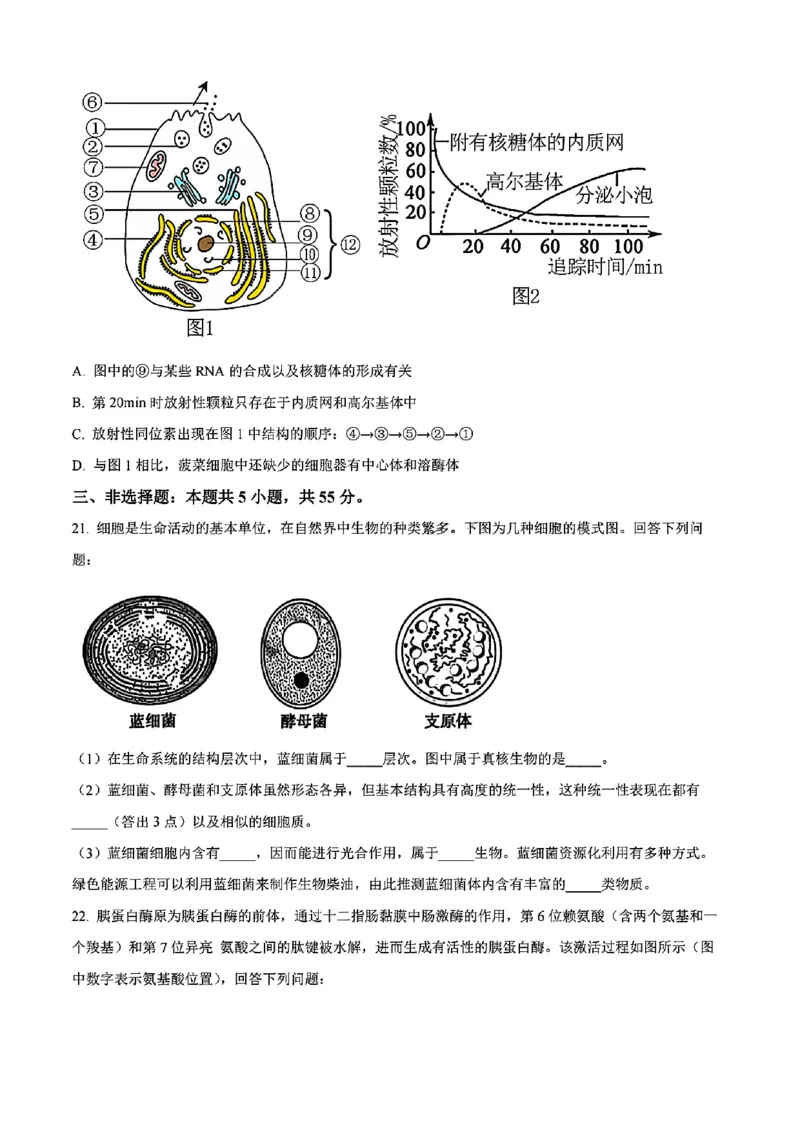 生物试题_2024年11月试卷_1115辽宁省沈阳市联合体2024-2025学年高一上学期11月期中考试_辽宁省沈阳市联合体2024-2025学年高一上学期11月期中考试生物试题含答案