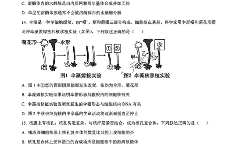 生物试题_2024年11月试卷_1115辽宁省沈阳市联合体2024-2025学年高一上学期11月期中考试_辽宁省沈阳市联合体2024-2025学年高一上学期11月期中考试生物试题含答案